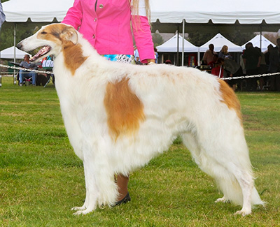 Top AKC NOHS Borzoi 2017